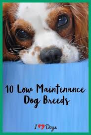 Choosing The Best Dog Breed For Your Family And Children Family Friendly Dogs Breeds Kids Friendly Dog Breeds Low Maintenance Dog Breeds Calm Dog Breeds