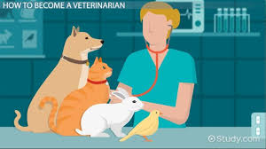 how to become a veterinarian education and career roadmap