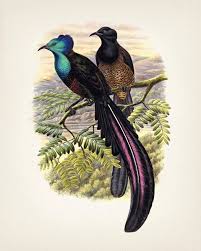 Flying Bird Of Paradise Drawing Princess Stephanie S Astrapia Bird Of Paradise Bp 16 Etsy Birds Of Paradise Vintage Bird Illustration Antique Illustration