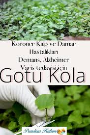 Gotu Kola Faydalari Nelerdir 2020 Bitki Saglik Demans