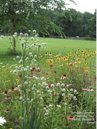 Maybe you would like to learn more about one of these? Another View Of Rattlesnake Master Native Plant Landscape Deer Resistant Garden Native Plants