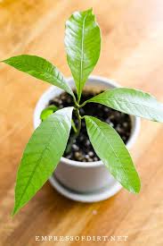 Planted from seed, a mango tree requires five to eight years before it will bear fruit; How To Grow Mango From Seed Easy Method Empress Of Dirt