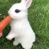 It is not recommended that you give your bunny more than one or two carrot tops per week. 1