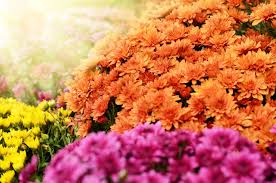 Garden centers, grocery these vibrant autumn bloomers are easy to care for and come in a ton of different colors and sizes. Glorious Chrysanthemums Caring For Potted Florist Mums
