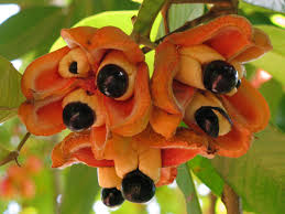 Image result for Blighia