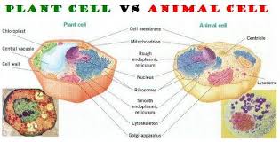 Image result for animal and plant cells