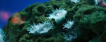 We did not find results for: Creating Positive Environmental Impacts With Artificial Reefs Blog