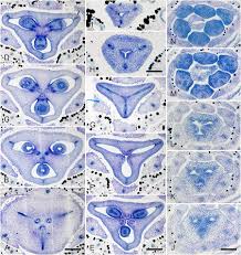 Image result for Hypolytrum goetghebeur