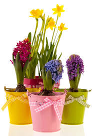 Then top off with more potting soil so the bulbs are just slightly below the surface. Landscaping With Bulbs Bulbs More University Of Illinois Extension