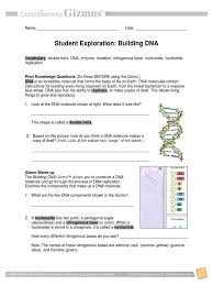 What are the two dna components shown in the gizmo? Building Dna Dna Replication Dna