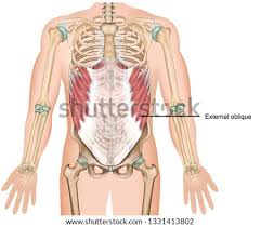 Intrinsic back muscles often occur in exams. Shutterstock Puzzlepix