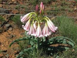 Image result for Crinum macowanii