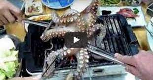Watch Octopus Stabbed And Eaten Alive Octopus Eating Octopus Vegan Life