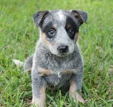 Join millions of people using oodle to find puppies for adoption, dog and puppy listings, and other pets adoption. Belle Australian Cattle Dog Puppy 603058 Puppyspot