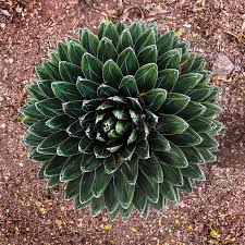 Image result for Agavaceae