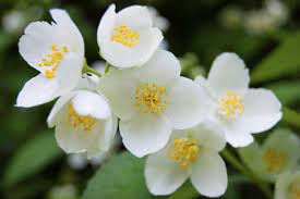 What Is Jasmine Spice Flowers Name List Flower Names Flowers