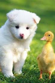 Animal Odd Couples Cute Animals Cute Baby Animals Animals Friendship