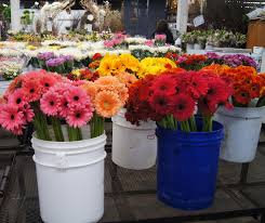 Maybe you would like to learn more about one of these? The Original Los Angeles Flower Market La Dreaming