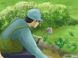 We did not find results for: How To Pull Weeds With Pictures Wikihow