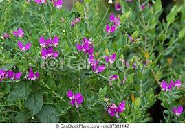 Great to watch wind blowing through when planted in groups. Sweet Pea Shrub In Garden With Purple Violet Flowers Grown In Australia Closeup Of Sweet Pea Shrub Polygala Dalmaisiana Canstock
