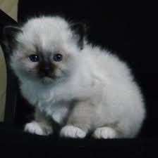 Sacre De Birmanie Illustration De Chat Chatons Ragdoll Chats Et Chatons