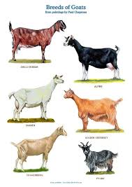 A4 Laminated Posters Breeds Of Goats Goat Farming