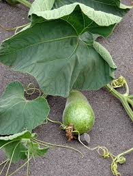 Image result for Lagenaria siceraria