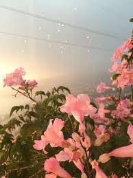 Pin By Shaparak On Wonder Flower Aesthetic Plants Planting Flowers
