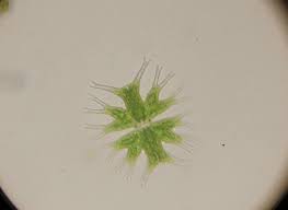 Image result for Micrargeria