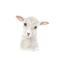 Lamb is simply a term for sheep under the age of one year. Amazon Com Baby Sheep Lamb Watercolor Farm Nursery Decor Grey White Pink Print Various Sizes Available Handmade