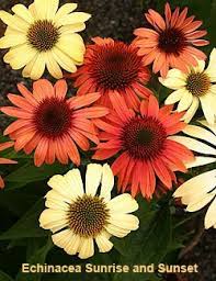 During this period, there will be limited availability for many varieties. Bright New Coneflowers