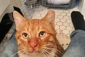 Fundraiser By Sanjai Rabab Moses Stormy The Rescued Cat Dental Surgery