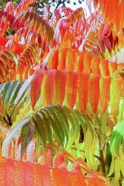 Image result for Searsia refracta