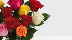 Read the text to answer questions 1 to 3. 21 Contoh Report Text Tumbuhan Hewan Tempat Bencana Dll