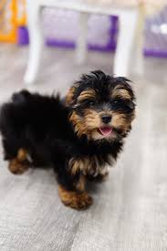 It is known for its sweet appearance, with soft, long and flowing coat colored in white, brown, apricot, black and tan. Morkie Puppies For Sale In Miami Morkies For Sale In South Florida Forever Love Puppies