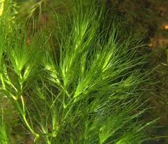 Image result for Najadaceae