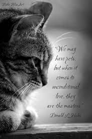 Animal Quotes Heart Soul Mates Boom2bloom Com Animal Quotes Cat Love Quotes Cat Quotes