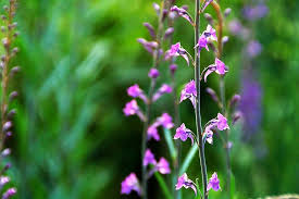 It's only during late spring that this broadleaf perennial plant starts to grow clusters of purple flowers. Nature Plant Purple Weeds Purple Flower Bloom Flowering Pikist
