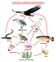 Ekosistem laut bumi adalah salah satu planet dalam tata surya yang dapat dihuni oleh berbagai ekosistem mulai dari manusia hewan serta. Membuat Jaring Jaring Makanan Dalam Ekosistem