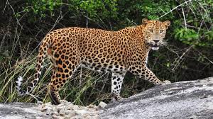 Sanjay Gandhi National Park to Start ...