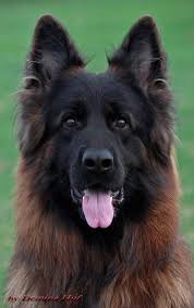 Cognizant latvia stands out as a center with 300+ industry experts who can handle complete telco processes from the analysis, testing, and design to operating the processes. 2021 Litters Lettland German Shepherds