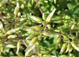 Image result for Cerastium glomeratum