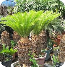 zaaien cycas recoluta tropische tuin tropische planten tuin gras