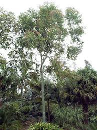Image result for Eucalyptus torelliana
