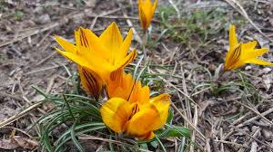 The range in size from. Flowers The First Flowers Orange Nature Spring Flowers Tranquility Primroses A Yellow Flower Closeup Pikist