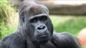 This is everything is better with a gorilla: The One And Only Ivan Book Trailer By Berthold Projects