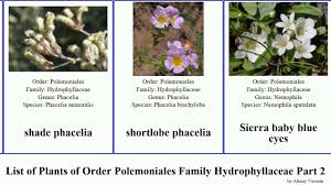 Image result for Hydrophyllaceae