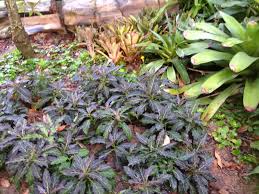 Image result for Gynura pseudochina