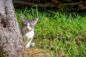 The andean mountain cat (leopardus jacobita) is a small wild cat native to the high andes that has been listed as endangered on the iucn red list because fewer than 2,500 individuals are thought to exist in the wild. The Cutest Baby Cats Around The World