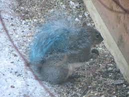 Oregon S Blue Tailed Squirrel Freak Of Nature Or Accidental Tinting Squirrel Spirit Animal My Spirit Animal